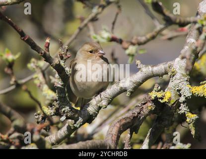 Eine Nahaufnahme eines weiblichen Chaffinch (Fringilla coelebs), der im Winter in einem Baum thront. England. Stockfoto