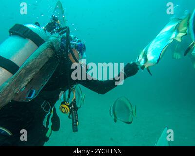 Schule von Platax Teira, Longfin Spadefish oder Fledermausfisch, und ein Taucher Puerto Galera, Philippinen. Das ist in der Mitte des Korallendreiecks Stockfoto