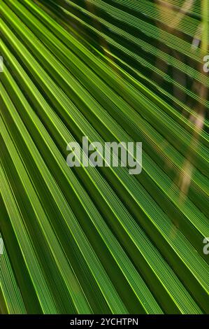 Das Sonnenlicht zieht durch das dichte Laub und erzeugt ein faszinierendes Licht- und Schattenmuster auf den markanten grünen Palmenwedeln, das die Natur einfängt Stockfoto