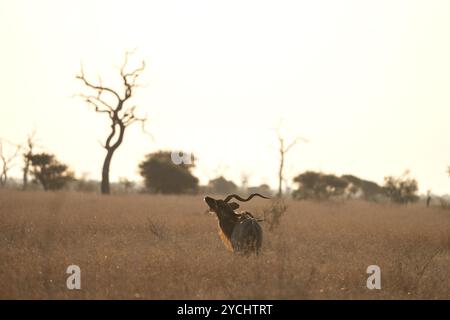 Kudu im Kruger-Nationalpark. Antilopen mit den gebogenen Hörnern bei Sonnenuntergang. Safari in Afrika. Tiere im natürlichen Lebensraum. Stockfoto