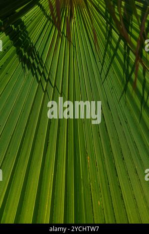 Das Sonnenlicht zieht durch die dichten Palmenfronten und erzeugt ein fesselndes Spiel aus Licht und Schatten vor einem Hintergrund von üppigem Grün, das eine ruhige Atmosphäre hervorruft Stockfoto