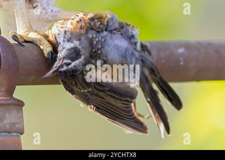 Ein toter amerikanischer rotkehlchen (Turdus migratorius) in den Klauen eines Rotschwanzfalken (Buteo jamaicensis). Stockfoto