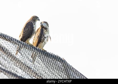 Zwei junge Rotschwanzfalken (Buteo jamaicensis), die auf einem Zaun thronen. Stockfoto