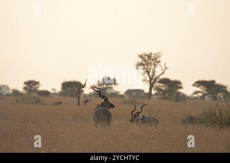 Kudu im Kruger-Nationalpark. Antilopen mit den gebogenen Hörnern bei Sonnenuntergang. Safari in Afrika. Tiere im natürlichen Lebensraum. Stockfoto