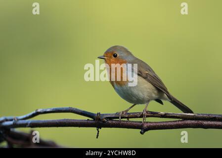 Robin sitzt auf Stöcken in North Yorkshire Stockfoto
