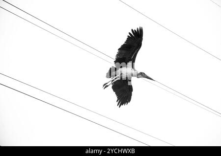 MARABOUSTORCH- ( Leptoptilos crumeniferus) fliegen - Kampala Uganda Stockfoto