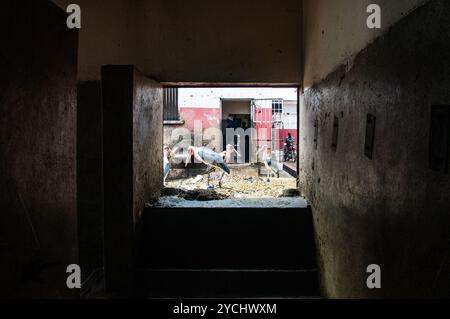 MARABOUSTORCH- ( Leptoptilos crumeniferus) plündern im Schlachthof der Stadt in Kampala - Stockfoto