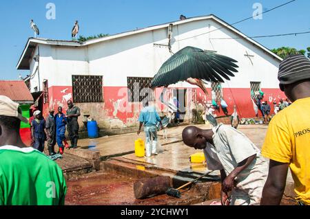 MARABOU-STORCH (Leptoptilos crumeniferus) plündert in der Stadt Schlachthof in Kampala - Uganda Stockfoto