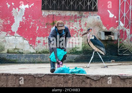 MARABOUSTORCH- ( Leptoptilos crumeniferus) plündern im Schlachthof der Stadt in Kampala - Stockfoto