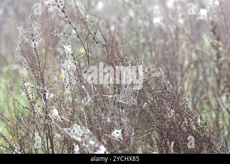Spinnennetz oder Spinnennetz mit Tau auf Rumex oder Dock Pflanzenköpfe im Nebel UK Oktober Stockfoto