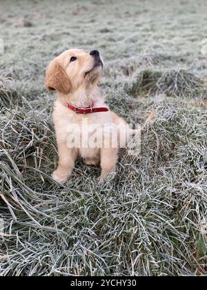 Wunderschöner, niedlicher Golden Retriever Welpe im Winter auf einem frostigen Feld, der zur Weihnachtszeit in den Himmel blickt. Stockfoto