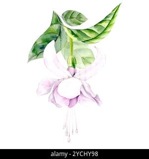 Fuchsiaflume. Aquarellabbildung in Pastellfarben, handgezeichnet auf weißem Hintergrund. Geeignet für Dekor und Textilien Stockfoto