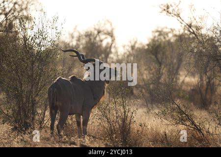 Kudu im Kruger-Nationalpark. Antilopen mit den gebogenen Hörnern bei Sonnenuntergang. Safari in Afrika. Tiere im natürlichen Lebensraum. Stockfoto