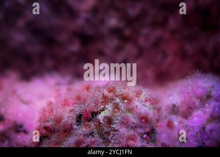 Erdbeeranemone im Aquarium von Kapstadt. Meereslebewesen an afrikas Küste. Kolonie der Corynactis californica am Boden. Stockfoto