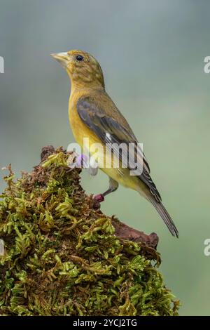 Kolumbianische kleine Goldfinke weiblich Spinus psaltria columbianus Stockfoto