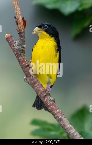 Kolumbianischer kleiner Goldfink männlich Spinus psaltria columbianus Stockfoto