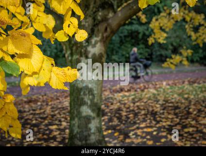 Herbstszene aus Amsterdam mit Radfahrern und goldenen Lindenblättern. Selektiver Fokus Stockfoto