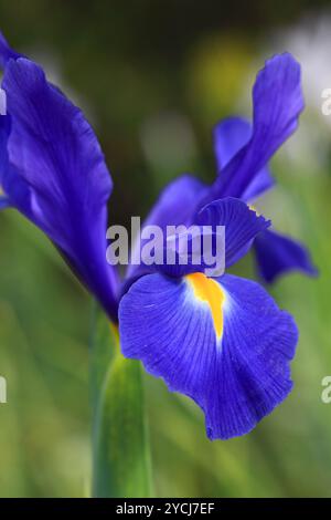 Holländische Iris Professor Blaauw, glitzert nach Regen im Garten Stockfoto