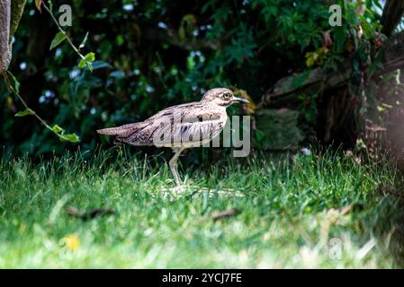 Wasser dick - Knie, Burhinus vermiculatus im Serenada Eco Resort - Uganda - Afrika Stockfoto