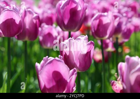 Natur Hintergrund mit schönen hellen Tulpen Stockfoto