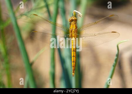 Orthetrum coerulescens (Orthetrum coerulescens), eine Libellenart aus der Familie Libellulidae. Stockfoto