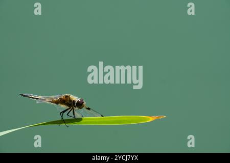 Vierfleckige Jagdfliege (Libellula quadrimaculata), auch bekannt als die vierfleckige Skimmer Libelle, die auf einem Blatt liegt Stockfoto