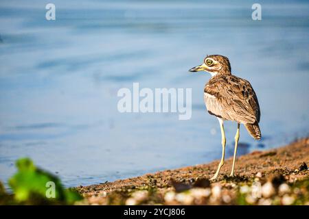 - WASSERDICKKNIE (Burhinus vermiculatus) (Wasserdikkop) am Albert-See in Uganda Stockfoto