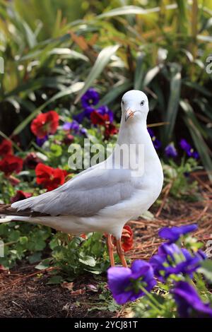 Juvenile Silber Möwe im Garten Stockfoto