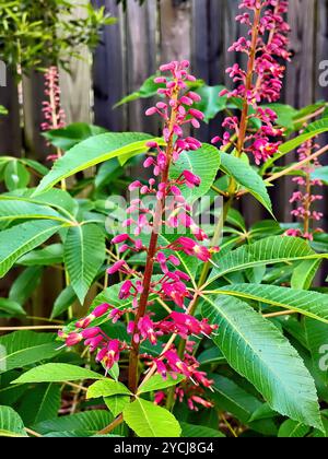 Die wunderschönen und einzigartigen Blumenblüten des Roten Pferdestraußbaums, auch bekannt als der Rote Buckeye-Baum. Es ist ein Laubschattenbaum. Stockfoto