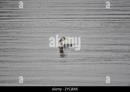 Großer Kormoran (Phalacrocorax carbo) schwimmt in Richtung Camera on Lake, mit Kopf nach rechts vom Bild, aufgenommen in Großbritannien im Oktober Stockfoto