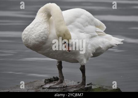 Rahmenfüllendes Porträt eines Mute Swan (Cygnus olor) im flachen Wasser im linken Profil, Preening Feathers, aufgenommen in einem Country Park in Großbritannien Stockfoto