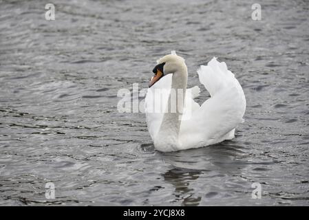 Nahaufnahme eines stummen Schwans (Cygnus olor), der in Richtung Kamera schwimmt, mit Blick nach links, rechts vom Bild positioniert, aufgenommen in Großbritannien auf einem See im Herbst Stockfoto