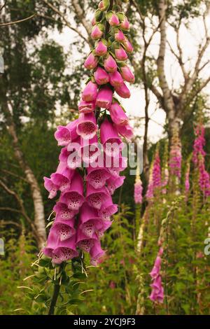 Eine große Gruppe von Fuchshandschuhpflanzen in voller Blüte, die mit Zweigen verdrehter Bäume verschlungen sind, in Broome Heath, nahe Bungay, in Norfolk, England, Großbritannien Stockfoto