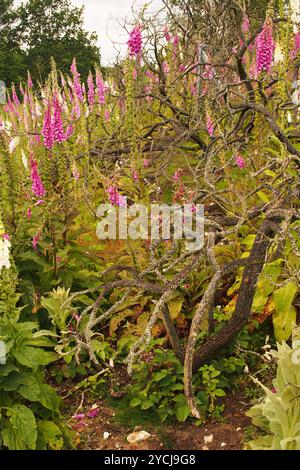 Eine große Gruppe von Fuchshandschuhpflanzen in voller Blüte, die mit Zweigen verdrehter Bäume verschlungen sind, in Broome Heath, nahe Bungay, in Norfolk, England, Großbritannien Stockfoto