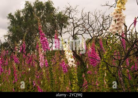 Eine große Gruppe von Fuchshandschuhpflanzen in voller Blüte, die mit Zweigen verdrehter Bäume verschlungen sind, in Broome Heath, nahe Bungay, in Norfolk, England, Großbritannien Stockfoto