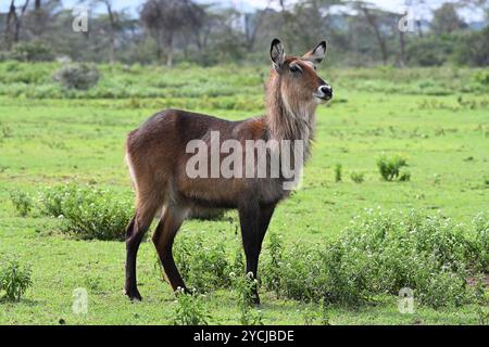 Weibliche Wasserbock-Antilope weidet am Ufer des Lake Naivasha. Kenia, Afrika Stockfoto