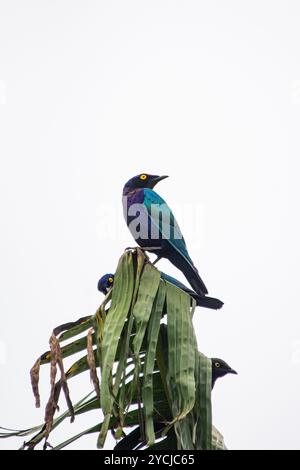 Violett-glänzender Starling ( Lamprotornis purpureus) in Kasangati – Kampala Uganda, Stockfoto