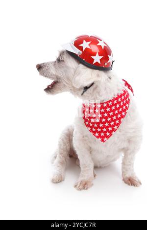 Bellender Hund mit motorradhelm und Bandana. Weißer Hintergrund. Stockfoto