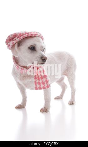 Modischer Hund mit rosafarbenem Hahnentritt-Winterschal und passendem Hut. Weißer Hintergrund, Stockfoto