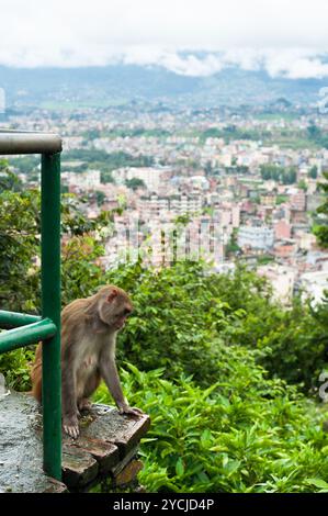 Affe buddhistischen Heiligtums Swayambhunath Stupa. Blick auf Kathmandu Stadt vom Affentempel. Nepal Stockfoto