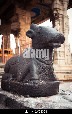 Statue des Nandi-Stiers im Brihadischvara-Tempel. Im Hinduismus ist Nandi ein Shiva-Fahrzeug. Großartige Architektur des Hindutempels gewidmet Stockfoto