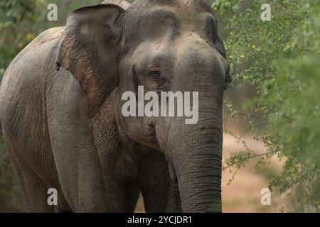 Bulle Elefant in Musth Stockfoto