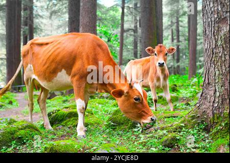 Nutztier. Kuh und kleines Kalb auf einer Wiese im Wald. Indien Stockfoto