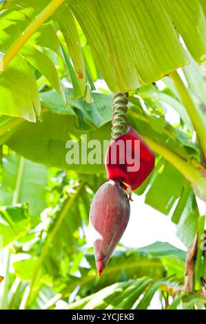 Bananenfrucht und blühende Blume auf Palmen Stockfoto