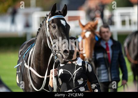 Newmarket, Großbritannien. Oktober 2024. Königin Himiko wurde vor dem Rennen im Paradering spaziert. Der Two-Year-Old Day ist ein Pferderenntreffen, das auf den Newmarket Racecourses stattfindet, bei dem sechs der sieben Wettbewerbe ausschließlich für Pferde in der ersten Rennsaison stattfinden. Quelle: David Tramontan / Alamy Live News Stockfoto