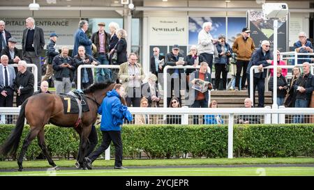 Newmarket, Großbritannien. Oktober 2024. Tremorgio wurde im Paradering vor den Boodles Maiden Stakes gelaufen. Der Two-Year-Old Day ist ein Pferderenntreffen, das auf den Newmarket Racecourses stattfindet, bei dem sechs der sieben Wettbewerbe ausschließlich für Pferde in der ersten Rennsaison stattfinden. Quelle: David Tramontan / Alamy Live News Stockfoto