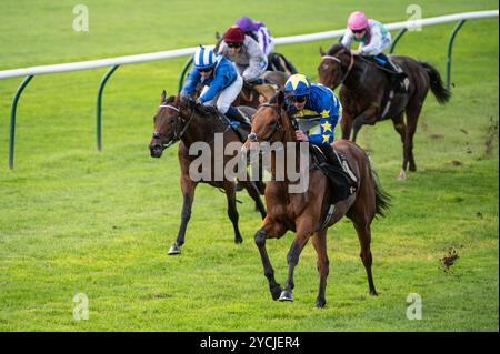 Newmarket, Großbritannien. Oktober 2024. James Doyle (R) Riding Treble Tee gewinnt die Aston Martin Novice Stakes. Der Two-Year-Old Day ist ein Pferderenntreffen, das auf den Newmarket Racecourses stattfindet, bei dem sechs der sieben Wettbewerbe ausschließlich für Pferde in der ersten Rennsaison stattfinden. Quelle: David Tramontan / Alamy Live News Stockfoto