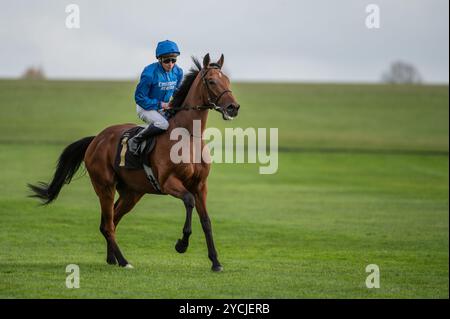 Newmarket, Großbritannien. Oktober 2024. Charles Bishop reitet auf dem Weg zu den Pferdekisten vor den Boodles Maiden Stakes. Der Two-Year-Old Day ist ein Pferderenntreffen, das auf den Newmarket Racecourses stattfindet, bei dem sechs der sieben Wettbewerbe ausschließlich für Pferde in der ersten Rennsaison stattfinden. Quelle: David Tramontan / Alamy Live News Stockfoto