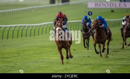 Newmarket, Großbritannien. Oktober 2024. Läufer und Fahrer treten in den Boodles Maiden Stakes an. Der Two-Year-Old Day ist ein Pferderenntreffen, das auf den Newmarket Racecourses stattfindet, bei dem sechs der sieben Wettbewerbe ausschließlich für Pferde in der ersten Rennsaison stattfinden. Quelle: David Tramontan / Alamy Live News Stockfoto