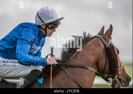 Newmarket, Großbritannien. Oktober 2024. James Doyle reitet Tremorgio auf dem Weg zu den Pferdekisten vor den Boodles Maiden Stakes. Der Two-Year-Old Day ist ein Pferderenntreffen, das auf den Newmarket Racecourses stattfindet, bei dem sechs der sieben Wettbewerbe ausschließlich für Pferde in der ersten Rennsaison stattfinden. Quelle: David Tramontan / Alamy Live News Stockfoto
